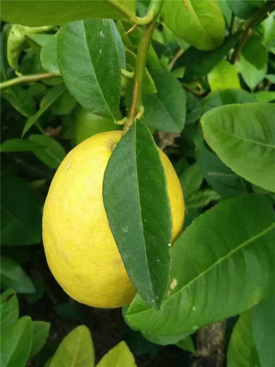 广西柠檬苗，嫁接柠檬苗，香水柠檬苗，无籽柠檬苗 