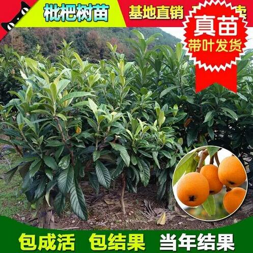广西枇杷苗价格；广西出售枇杷苗