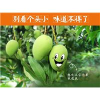 台农一号 