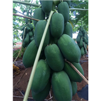 木瓜苗基地 大青木瓜苗 木瓜苗价格 木瓜苗批发 