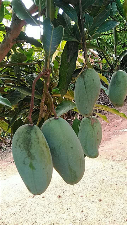 广西果树苗，广西苗木批发价，桂七芒果苗，芒果苗基地 