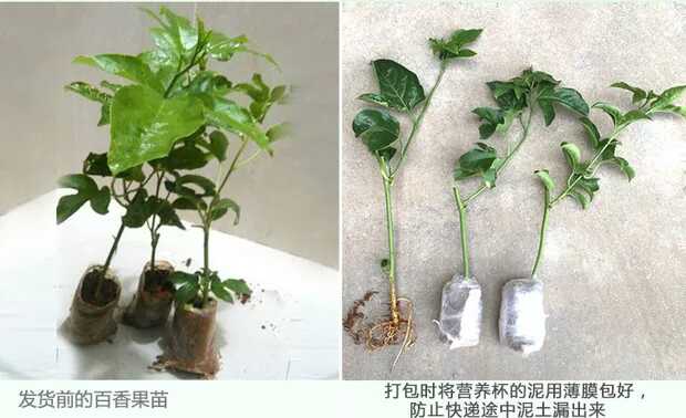 哪里有百香果苗卖？哪里有百香果苗出售？ 