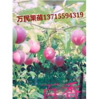 广东百香果苗批发@广东出售百香果苗