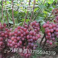 广东葡萄苗基地；广东出售葡萄苗