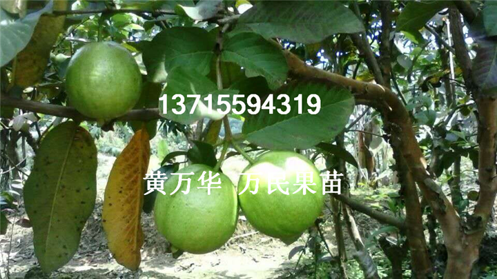 广西番石榴苗基地，广西批发番石榴苗