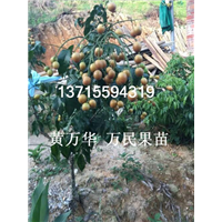 广西鸡心黄皮苗出售，供应广西鸡心黄皮苗