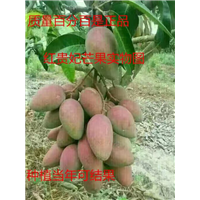 嫁接芒果苗，当年可结果，品种优良 