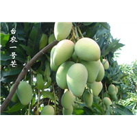 四季芒果供应基地，优质芒果苗，哪里的芒果苗便宜 