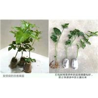 哪里有百香果苗卖？哪里有百香果苗出售？ 