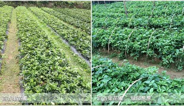 广西百香果苗基地@广西出售百香果苗