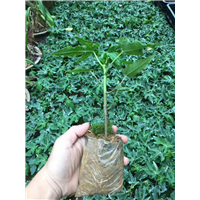 水果木果苗，红肉芒木瓜苗，番木瓜，木瓜苗基地，木瓜苗批发 