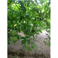 优质百香果苗，满天星百香果苗，批发果苗百香 