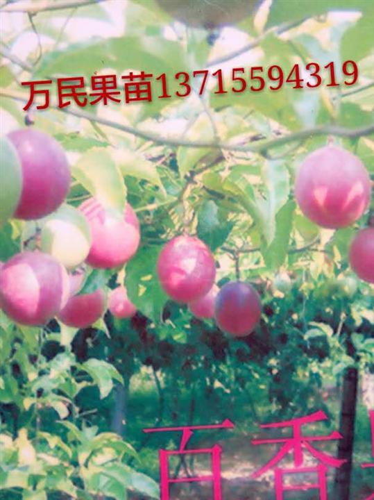 广东百香果苗批发@广东出售百香果苗