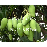 广西桂七芒果苗基地，广西批发桂七芒果苗 