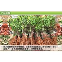广西批发杨桃苗、广西杨桃苗基地