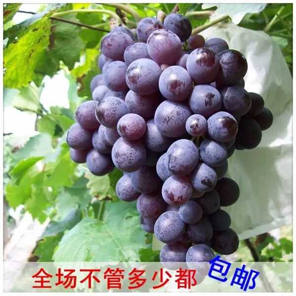 广西葡萄苗价格；广西葡萄苗批发