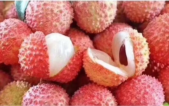 广西荔枝苗，嫁接荔枝苗价格，三月红，糯米糍，无核荔枝苗 