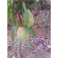 广西芒果苗，优质芒果苗，哪里有芒果苗卖，嫁接芒果苗 