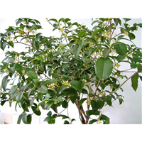 广西果苗，桂花苗 