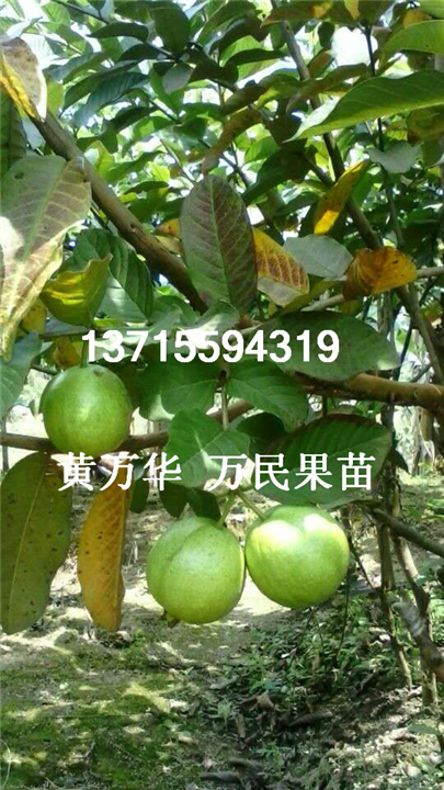 广西番石榴苗出售，供应广西番石榴苗