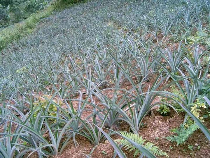 广东菠萝苗批发，广东菠萝苗，销售菠萝苗