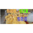 黑龙江七天珠子蛋--忠华鹅雏孵化场 