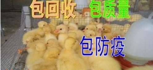 黑龙江七天珠子蛋--忠华鹅雏孵化场 