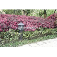 长春路灯厂家@求购吉林路灯