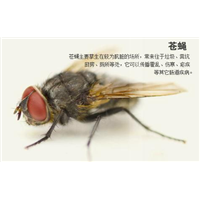 蚌埠消杀公司 