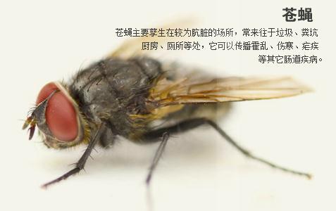 蚌埠消杀公司 