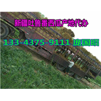 吐鲁番西瓜代办|新疆西瓜代办|新疆西瓜批发|云南西瓜代办| 