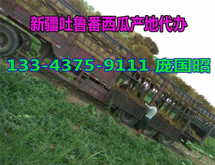 吐鲁番西瓜代办|新疆西瓜代办|新疆西瓜批发|云南西瓜代办| 