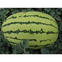 新疆西瓜批发≡新疆西瓜种植基地