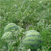 新疆西瓜代办☎新疆西瓜种植基地☎