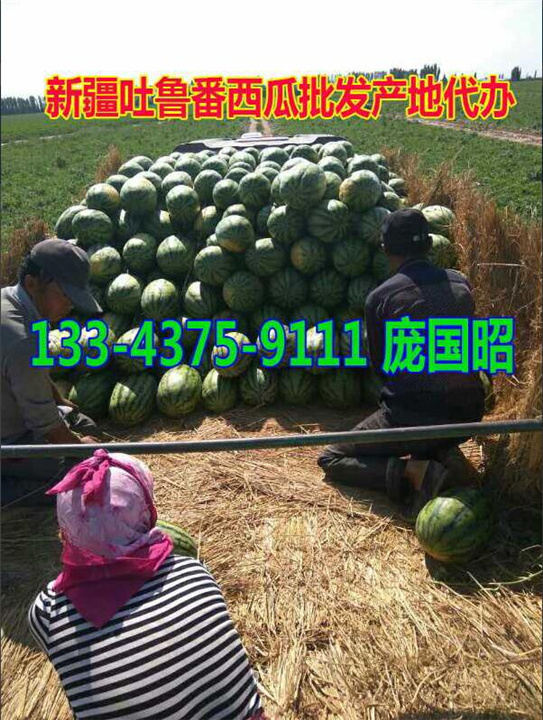 吐鲁番西瓜代办|新疆西瓜代办|新疆西瓜批发|云南西瓜代办| 
