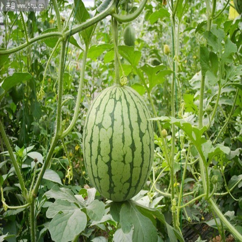 云南西瓜|云南西瓜供应商|云南西瓜基地