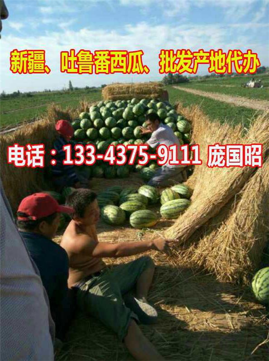 吐鲁番西瓜代办|新疆西瓜代办|吐鲁番西瓜批发 