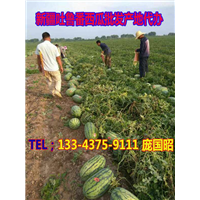 吐鲁番西瓜代办|新疆西瓜代办|新疆西瓜批发|云南西瓜代办| 