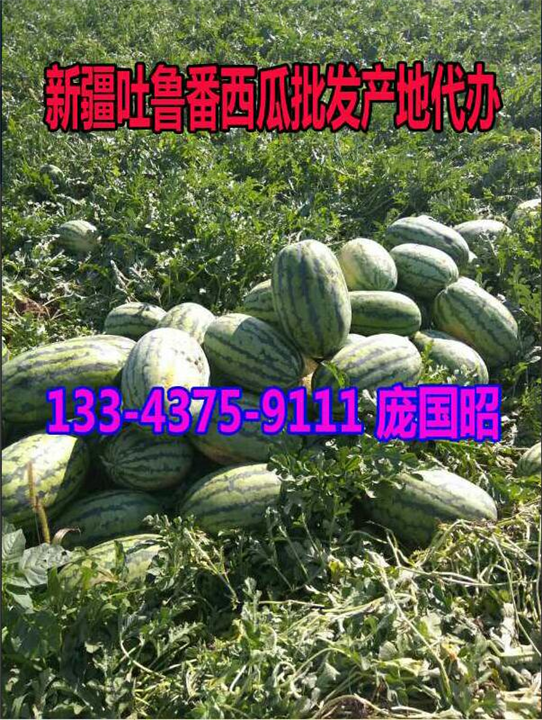 吐鲁番西瓜代办|新疆西瓜代办|新疆西瓜批发|云南西瓜代办| 
