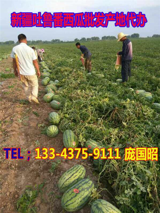 吐鲁番西瓜代办|新疆西瓜代办|新疆西瓜批发|云南西瓜代办| 