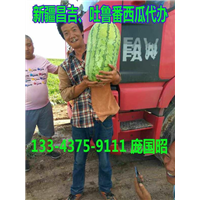吐鲁番西瓜代办|新疆西瓜代办|新疆西瓜批发|云南西瓜代办| 