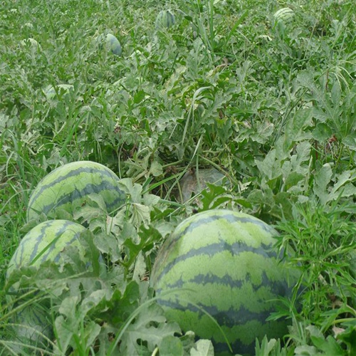 新疆西瓜代办☎新疆西瓜种植基地☎