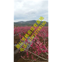 正宗丽江雪桃苗价格
