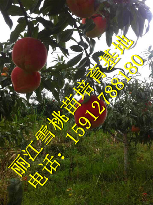 丽江雪桃苗批发