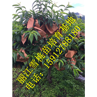 丽江雪桃批发价格