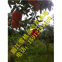丽江雪桃苗批发