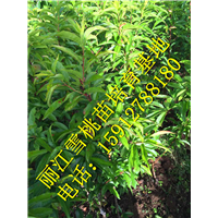 丽江雪桃苗基地直销价格