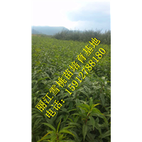 丽江雪桃苗价格-丽江雪桃苗基地价格