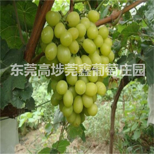 东莞葡萄采摘2 