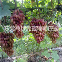 东莞销往广州绿色健康葡萄 